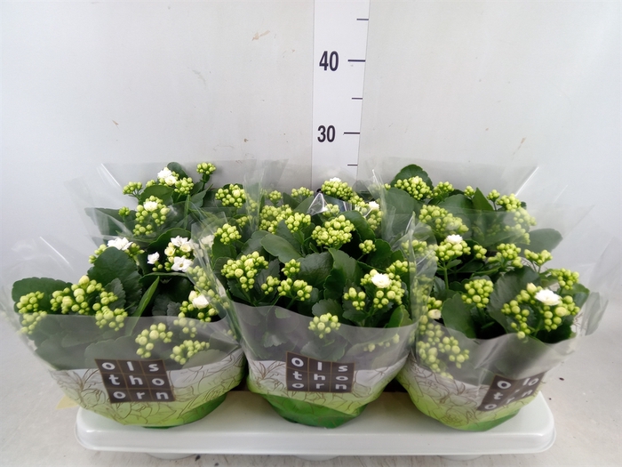 <h4>Kalanchoe blos. 'Calandiva Whites'</h4>