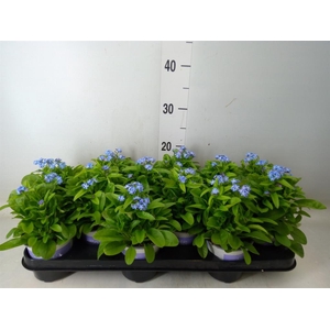 Myosotis sylv. 'Mon Amie'