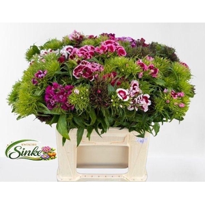 Di Barb Gem Per Bos 40 Cm