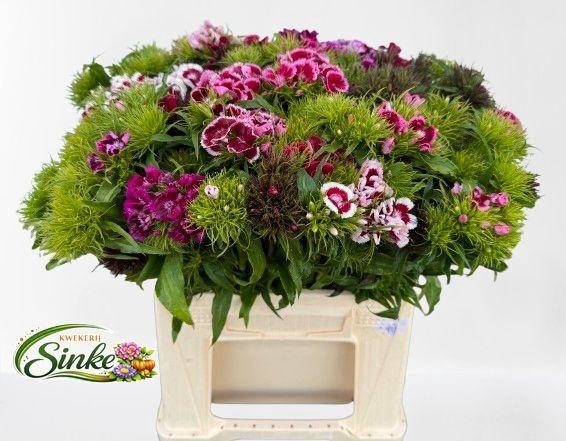 <h4>Di Barb Gem Per Bos 40 Cm</h4>