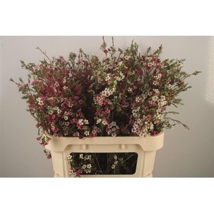 Chamelaucium Dual Star