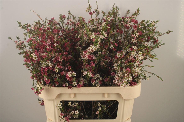 <h4>Chamelaucium Dual Star</h4>