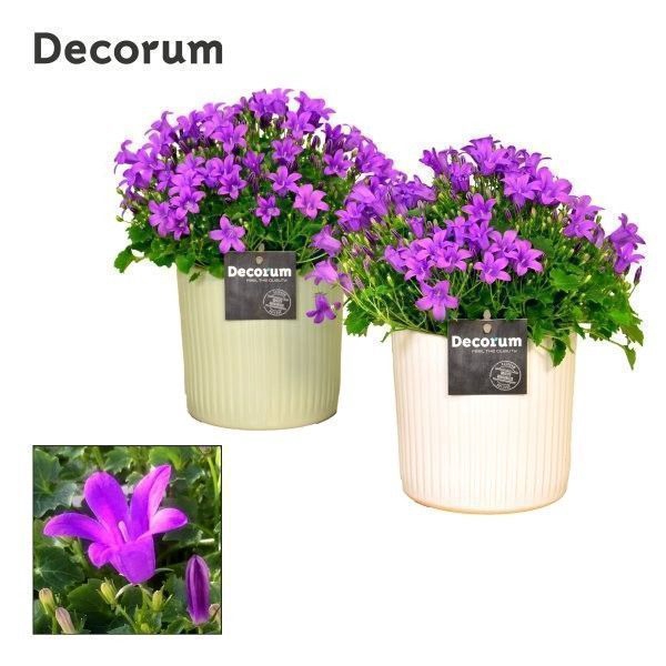 <h4>Campanula Porto LL Sophie Decorum</h4>