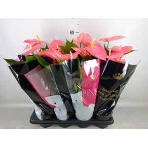 Anthurium andr. 'Colorado'