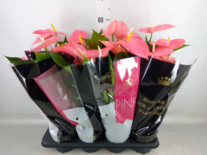 <h4>Anthurium andr. 'Colorado'</h4>