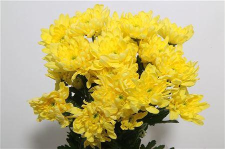 <h4>CHR T BALTICA YELLOW</h4>