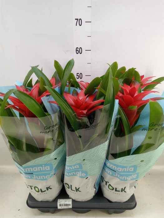 <h4>Guzmania  'Calypso'</h4>