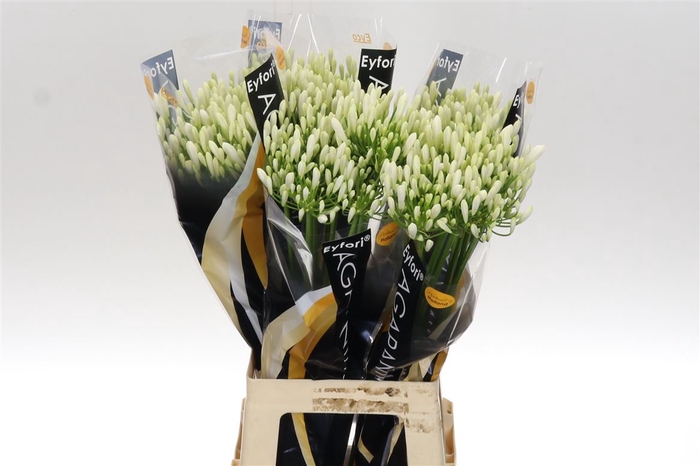<h4>Agap Eyfori White 70</h4>