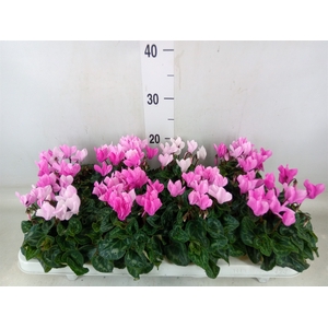 Cyclamen KL 'Crayon'