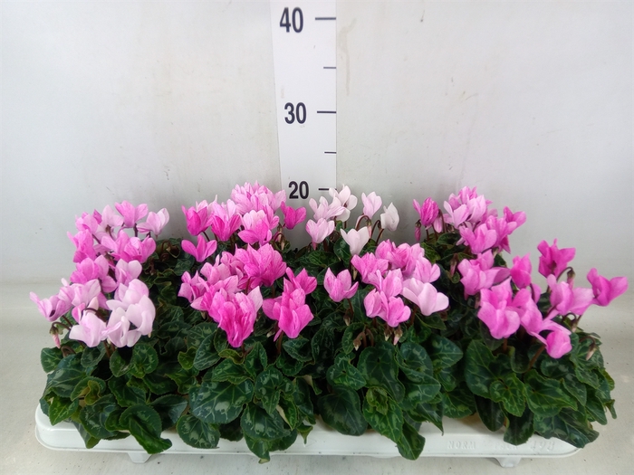 <h4>Cyclamen KL 'Crayon'</h4>