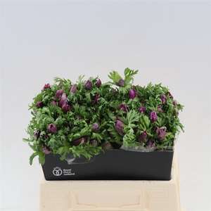 Anemone Galil Purper