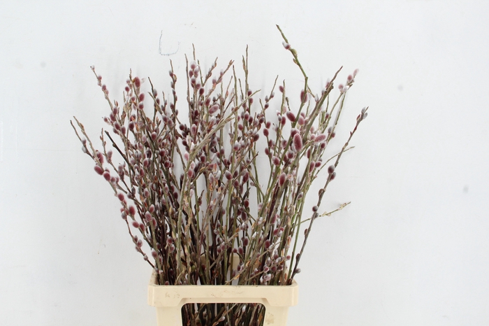 <h4>Salix Wilgenkatjes Red Passion</h4>