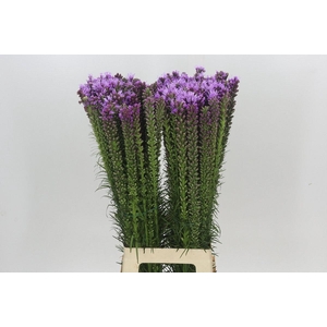 LIATRIS SPICATA