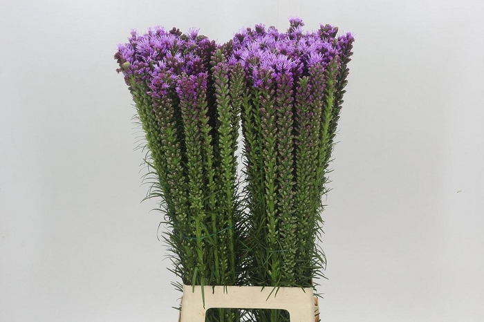 <h4>LIATRIS SPICATA</h4>