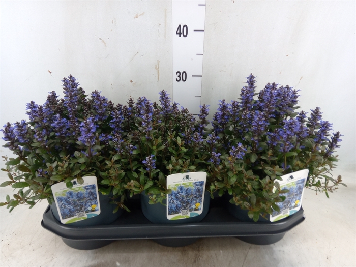 <h4>Ajuga reptans   ...</h4>