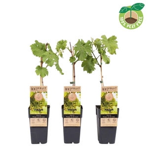 Vitis Vroege van der Laan