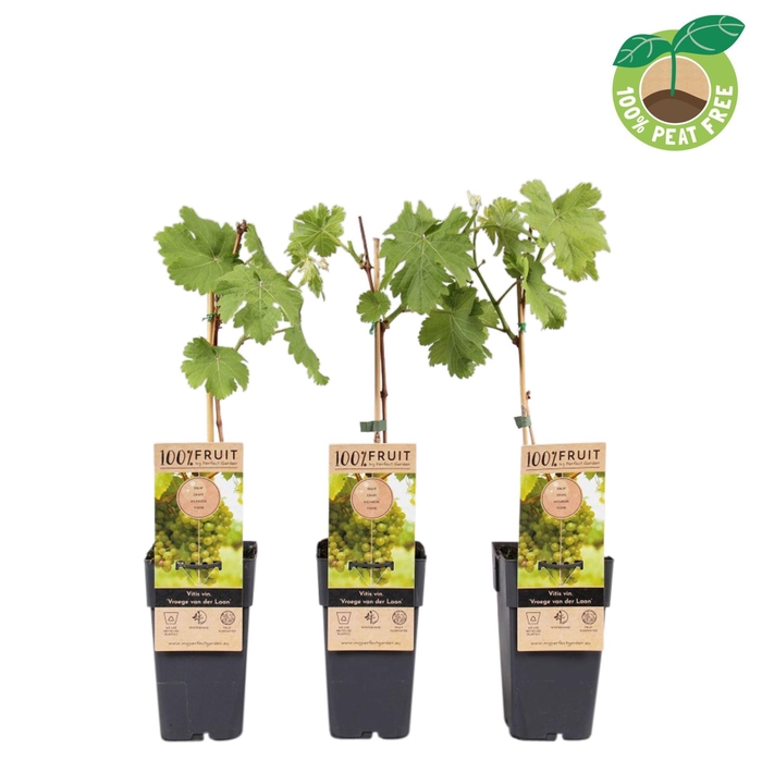 <h4>Vitis Vroege van der Laan</h4>
