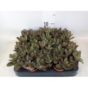 Kalanchoe NF   ...