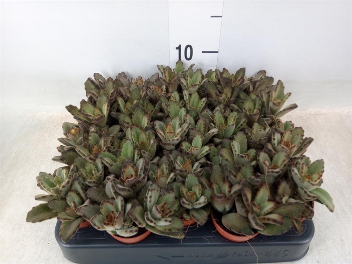 <h4>Kalanchoe NF ...</h4>