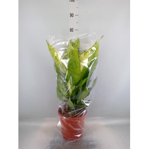 Dieffenbachia  'Vesuvius'