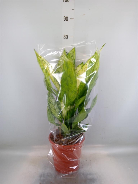 <h4>Dieffenbachia  'Vesuvius'</h4>