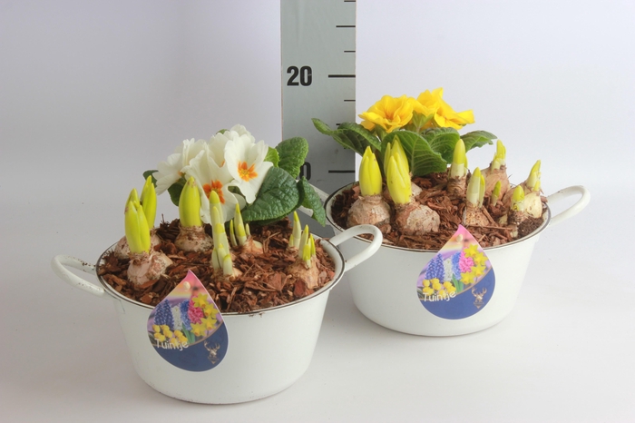 <h4>ARR BOL KNOLGEWAS</h4>