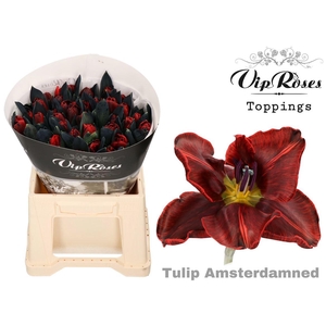 Vip Tu En Amsterdamned