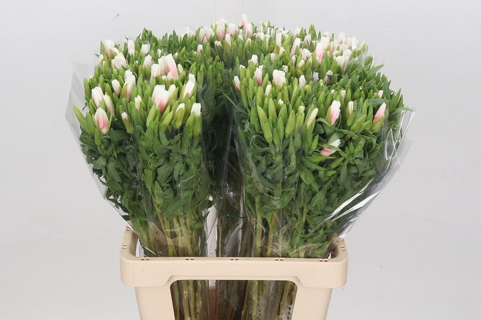 <h4>Clarkia Bicolour</h4>