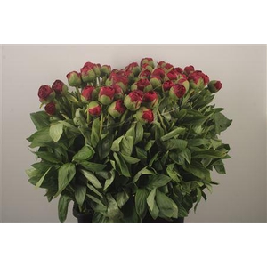 Paeo L Diana Parks Ex