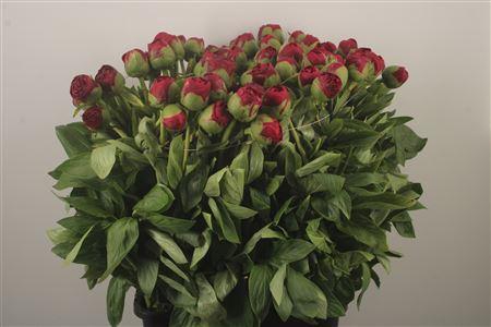 Paeo L Diana Parks Ex