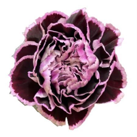 <h4>Di St Nobbio Filigrana</h4>