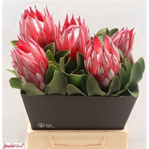 Protea Cy Clare