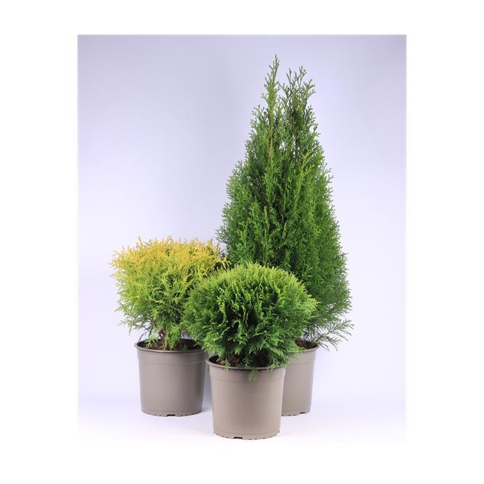 <h4>Thuja gemengde bak</h4>