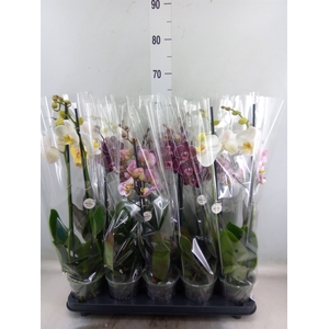 Phalaenopsis   ...mix