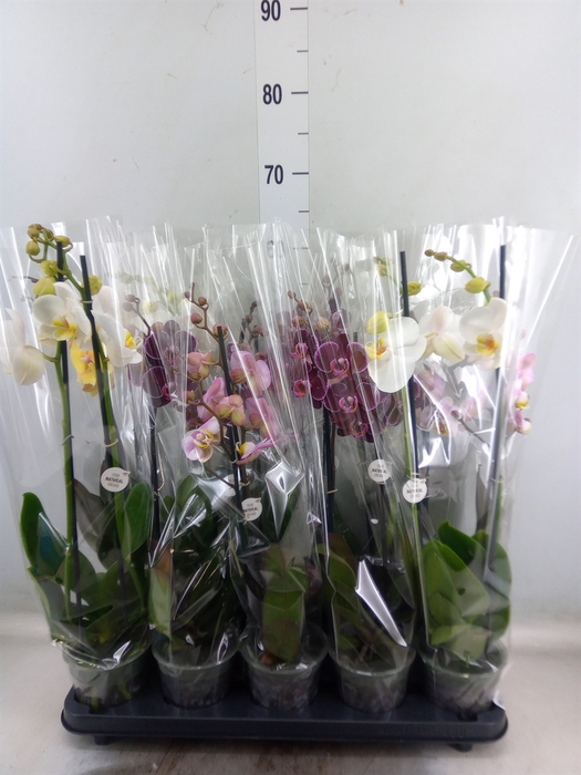 <h4>Phalaenopsis   ...mix</h4>