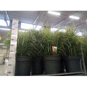 Miscanthus sin. 'Strictus'