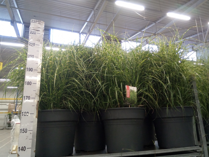 <h4>Miscanthus sin. 'Strictus'</h4>