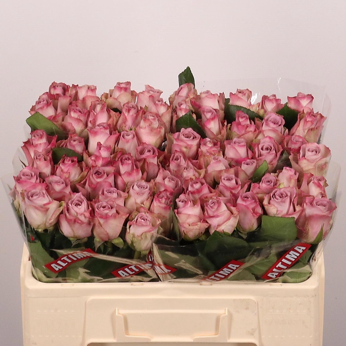 <h4>RS GR MEMORY LANE</h4>