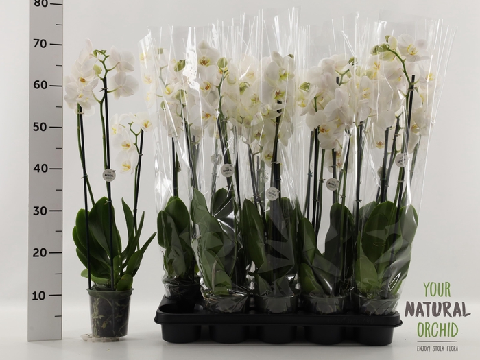 <h4>PHAL OV WIT</h4>