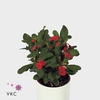 Euphorbia Milli Vulcano