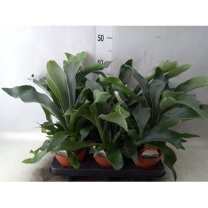 Platycerium bifurc.