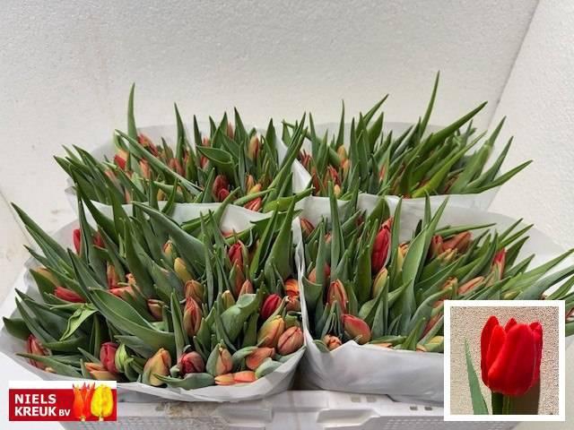 <h4>TU EN BEN FIRE</h4>