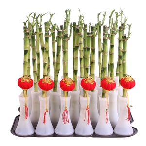 Lucky Bamboo Stem Recht 30cm in Tube Vase White