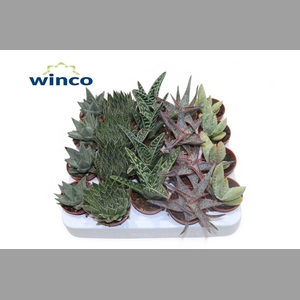 ALOE GEM