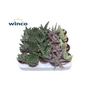 ALOE GEM
