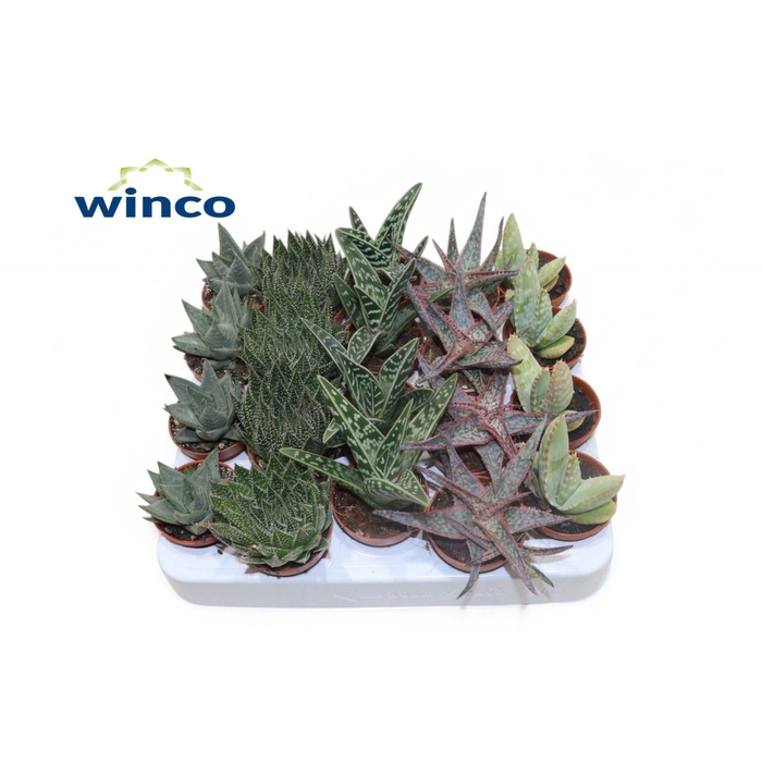 <h4>ALOE GEM</h4>
