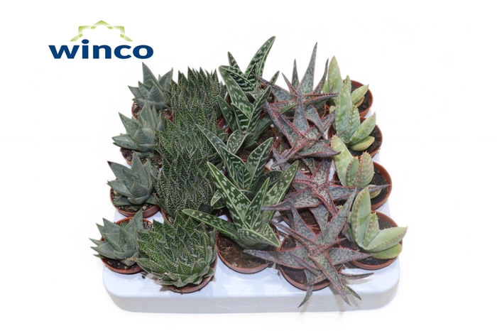 <h4>ALOE GEM</h4>