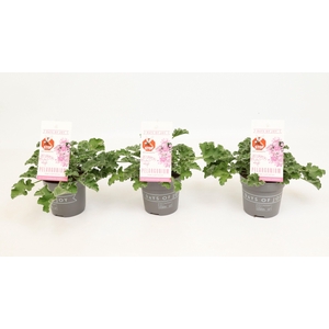 Pelargonium 'Pink Capitatum' Anti-Mosquito