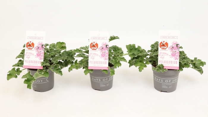 <h4>Pelargonium 'Pink Capitatum' Anti-Mosquito</h4>