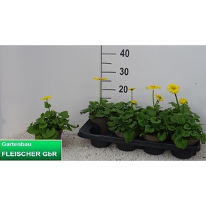 DORO OR LEONARD COMP